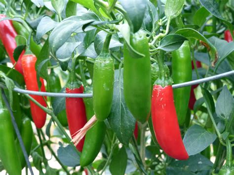 How To Grow Serrano Peppers Small Axe Peppers In 2021