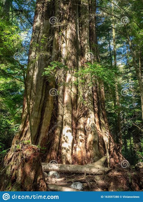 Giant Cedar Tree Stock Photo Image Of Giant Ancient 163597280