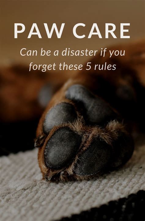 How To Guide Protect Your Dogs Feet Like A Pro Paw Care Dog Paw