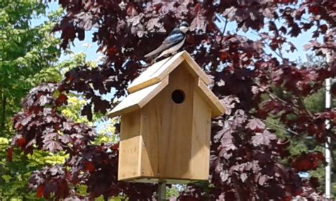 Cedar Tree Swallow Nesting Boxbird House Etsy