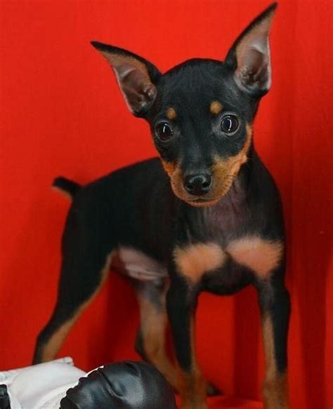 Miniature Pinscher Puppies For Sale Orlando Fl 124288