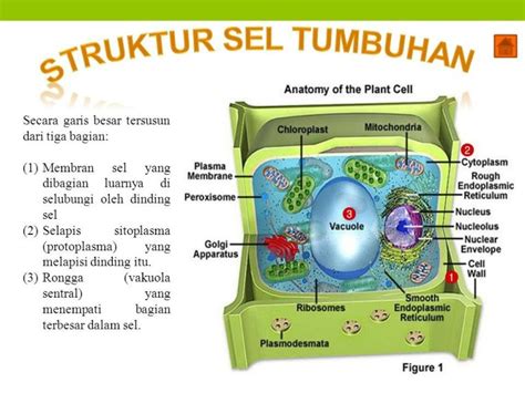 Struktur Sel Tumbuhan Dan Fungsinya Homecare24