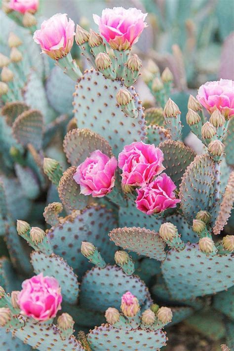 Print Shop Cactus Photography Flower Aesthetic Blooming Cactus