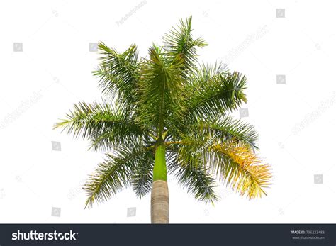 Plam Tree Branch Isolated White Background Stock Photo 796223488