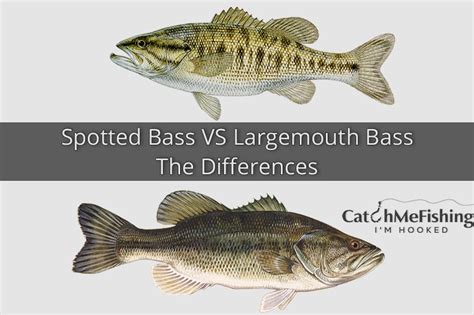 Spotted Bass Vs Largemouth Bass The Key Differences Catchmefishing