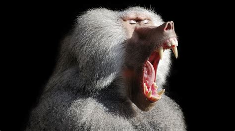 Baboon Mouth Open Stock 4k Hd Wallpapers Hd Wallpapers Id 31130
