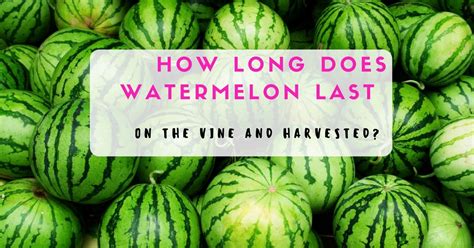 But to ensure it doesn't shorten or rather extend its good flavor, it is recommended to keep it refrigerated. How Long Does Watermelon Last on the Vine and Harvested ...