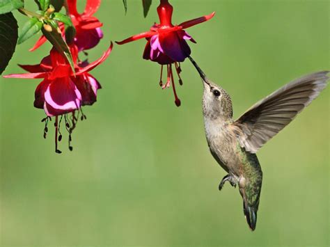 Hummingbird Plants For Shade Planting Shade Flowers For Hummingbirds