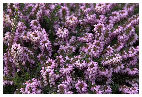 Choosing Winter Flowering Shrubs Tip Sheet 10 King County