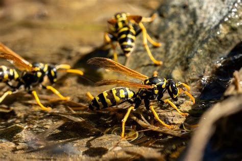How To Get Rid Of Yellow Jackets Insteading