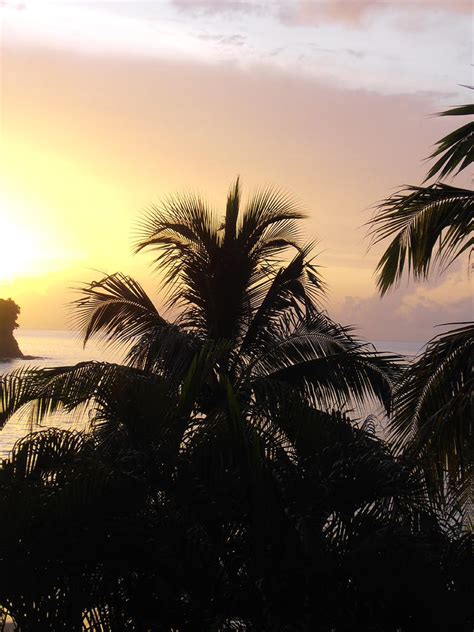 Purple Palm Tree Sunset Photograph By Kimberly Perry
