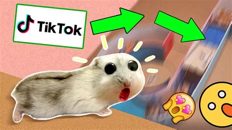 🐹tiktok Hamster Maze With Traps Obstacle Course Youtube