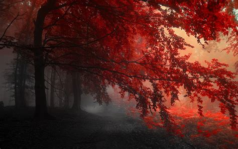 Red Nature Wallpapers Top Free Red Nature Backgrounds Wallpaperaccess