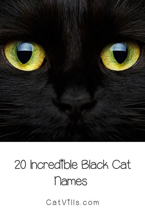 Unique Black Cat Names That Will Suit Your Stealthy Companion Cat