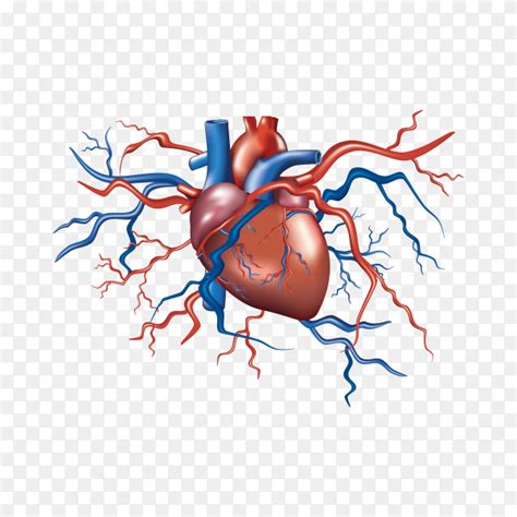 Human Heart Anatomy Illustration On Transparent Background Png