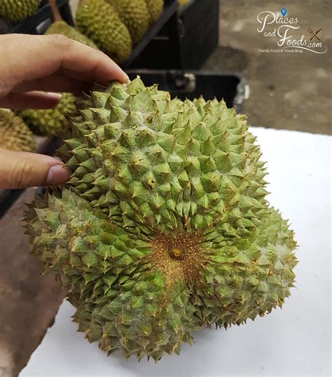 Originated from penang, black thorn durians have become the most sought after durian after taking the title. Black Thorn Durian Review