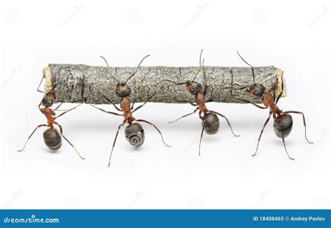 Team Of Ants Constructing Word Work Teamwork Stock Photography