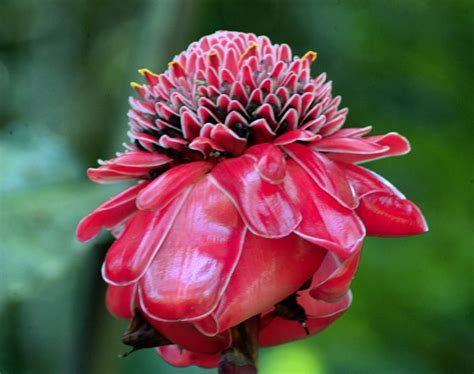 Experience a world of flora and fauna like no other. Red Ginger flower, growing in Costa Rica | Ginger flower ...