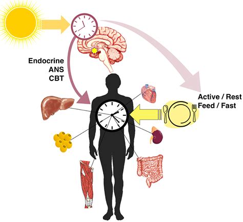 Frontiers Feeding Rhythms And The Circadian Regulation Of Metabolism