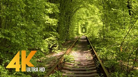 Tunnel Of Love In Klevan Ukraine 4k Nature Relaxation Video Trip