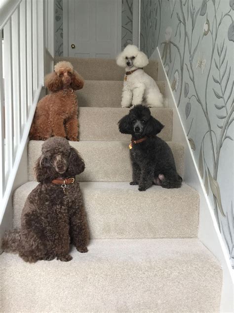 All About The Athletic Poodle Pups Health Poodlehundlove