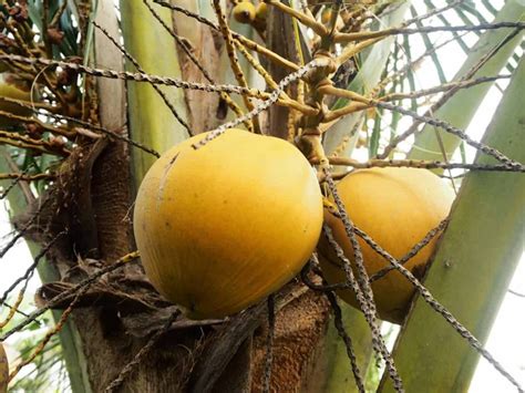 Palm Tree Vs Coconut Trees How To Identify Them Plantglossary