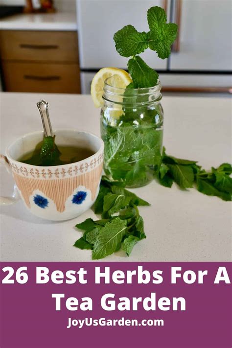 26 Best Herbs To Grow In Your Own Herbal Tea Garden 2024