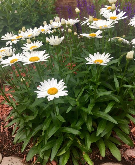 Shasta Daisy Salvia Meadow Sage Is The Purple Flower In The
