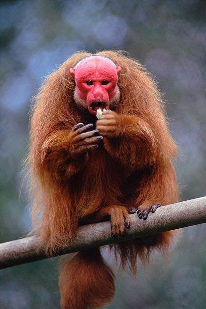 A Monkey With Red Face Sitting On Top Of A Tree Branch Eating Something