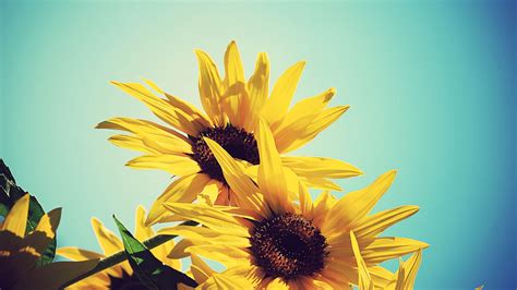 2560x1440 Sunflowers Flowers Plants 1440p Resolution Wallpaper Hd
