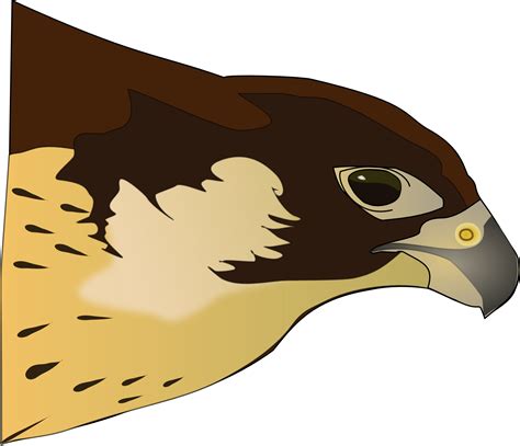 Hawk Bird Of Prey Raptor Drawing Free Image Download