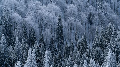 Download Wallpaper 2560x1440 Forest Trees Aerial View Snowy Frost