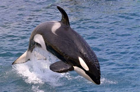 Help Stop Biggest Capture Of Wild Orcas And Dolphins That Is About To