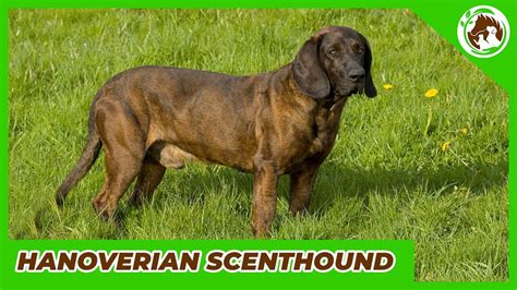 Hanoverian Scenthound Exotic And Rare Breed Of Dog Youtube