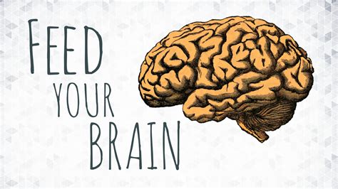 Feed Your Brain Is Important • The Stephane Andre