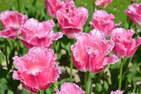 Types Of Tulip Flowers 15 Beautiful Divisions Gardeners Path