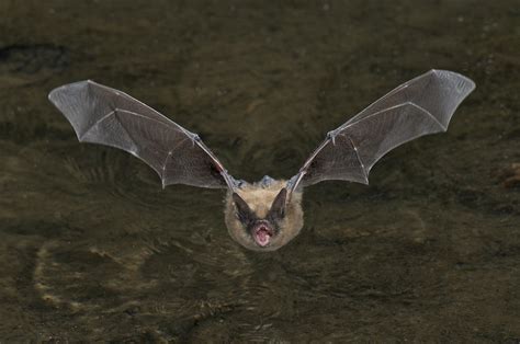 Western Long Eared Bat Photograph By Anthony Mercieca