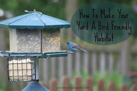 How To Make Your Yard A Bird Friendly Habitat Habitats Birds Friendly