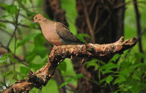 Gambar Alam Hutan Cabang Margasatwa Rimba Paruh Fauna Ilmu Burung Di Luar Rumah