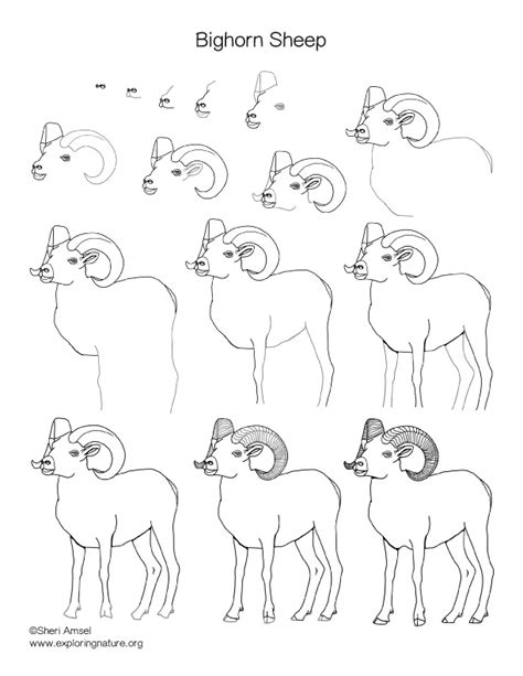 Https://tommynaija.com/draw/how To Draw A Bighorn Sheep