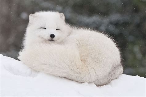 Snuggly Snow Fox Arctic Animals Animals And Pets Baby Arctic Fox