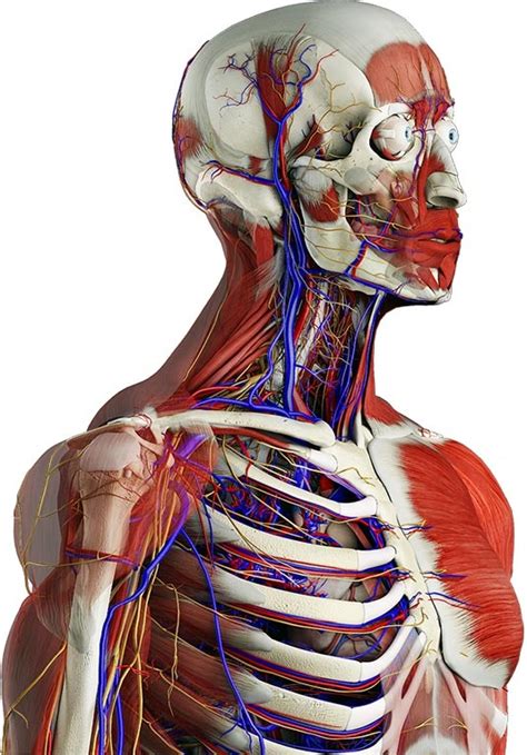 1000 Images About Human Anatomy On Pinterest