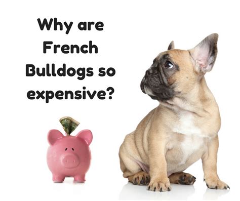 However i'm going to undercut competition. What's the price of a French Bulldog puppy? Why are ...