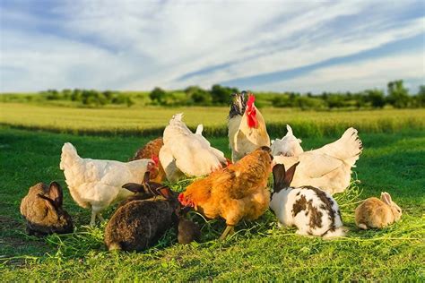 Can Chickens And Rabbits Live Together Compatibility Facts And Faq Pet
