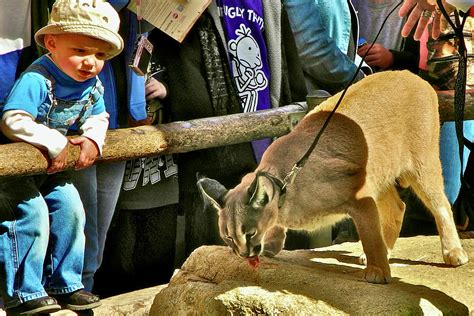 Toddler Fascinated By Caracal San Diego Zoo Safari Escondido