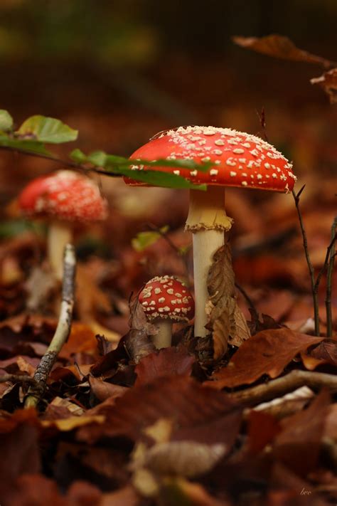 Bvclairv Amanita Muscaria Mushroom Fungi Mushroom Art Autumn