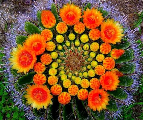 Trova una vasta selezione di piante e bonsai fiori sempreverde a prezzi vantaggiosi su ebay. Cactus con fiori arancioni | Giardino di piante grasse, Fiore di cactus, Piante grasse