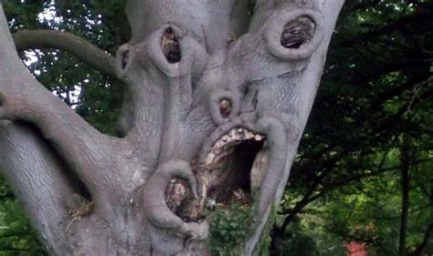 Its The Scariest Tree In The World Metro News