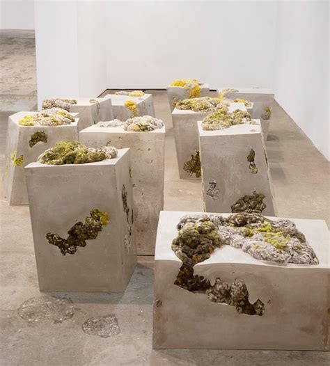 dana barnes references lichen life for endolith casts seating series