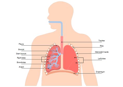 Lung Diagram Free Lung Diagram Template